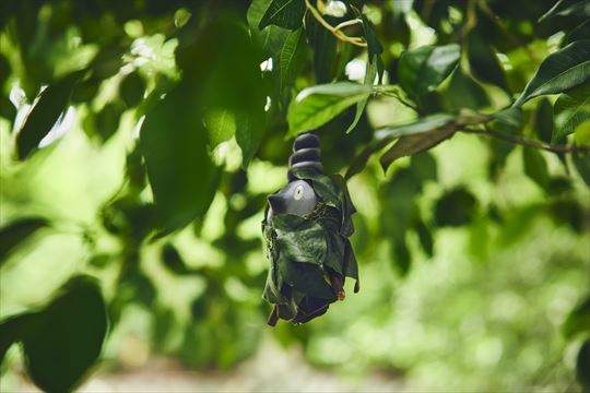 ポケモンワンダー