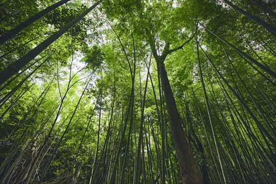 ポケモンワンダー