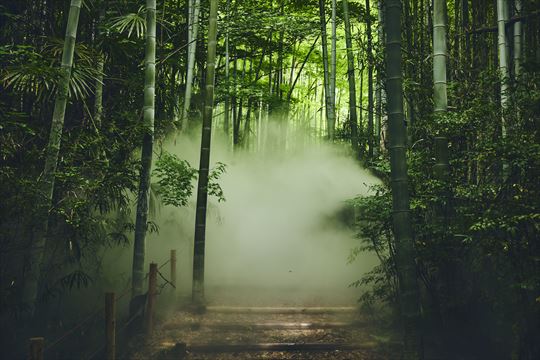 ポケモンワンダー