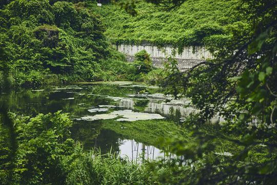 ポケモンワンダー