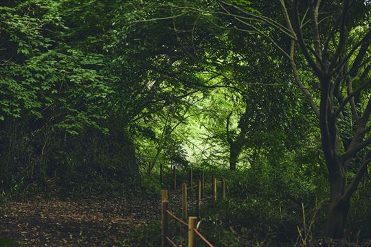 ポケモンワンダー