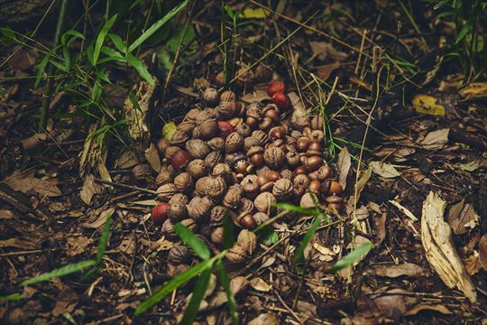 ポケモンワンダー