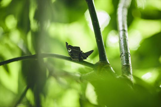 ポケモンワンダー