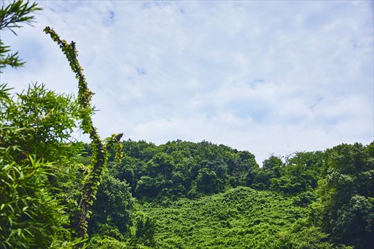 ポケモンワンダー