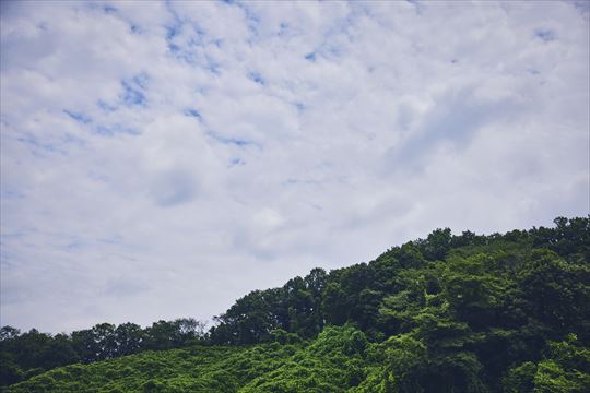 ポケモンワンダー