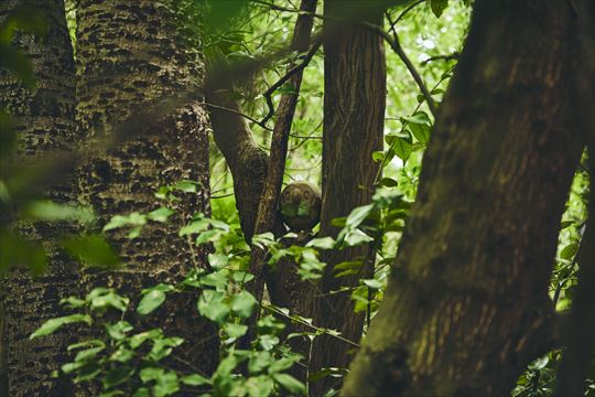 ポケモンワンダー