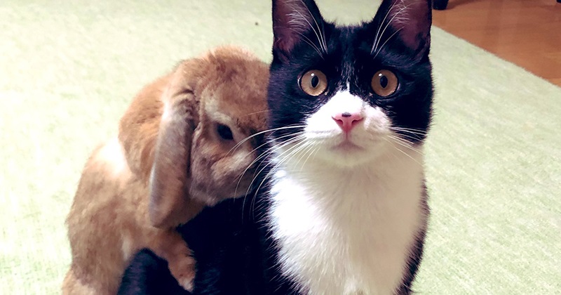 ウサギを背負う猫、一見するとかわいいけど……？ ウサギの体勢と