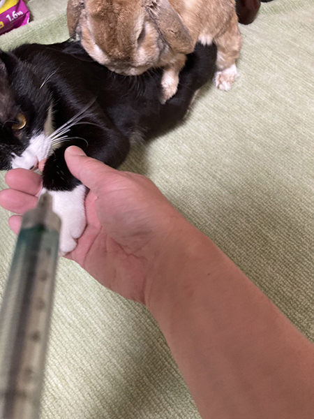 £たかこ£様お問い合わせ　和風　ネコ柄　猫ちゃん　ウサギさん　うさぎ柄 仲良し同盟を結んだうさぎと猫の奇跡のようなコミュニケーション