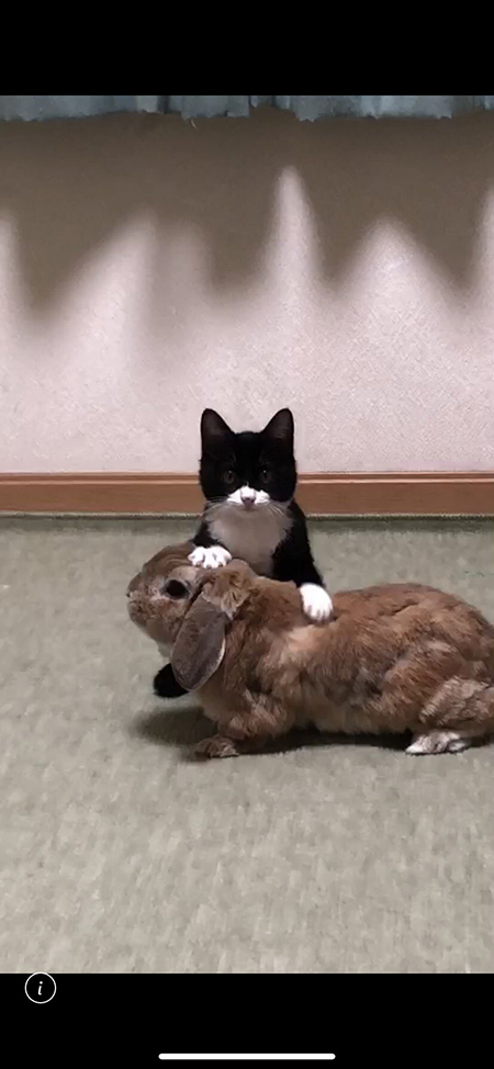 暴走するうさぎをなだめるねこ