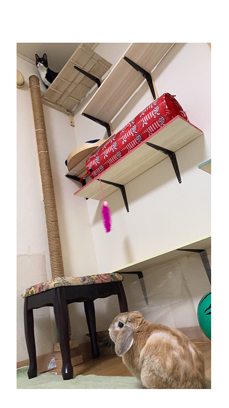 ロミジュリごっこうさぎとねこ