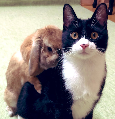 たかこ£様お問い合わせ 和風 ネコ柄 猫ちゃん ウサギさん うさぎ柄