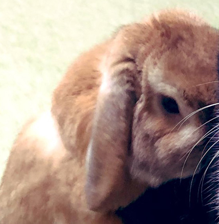 キナオくんお顔アップ