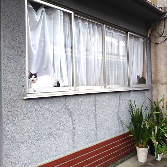 京都 佐々木酒造 猫 社員 上司 紹介