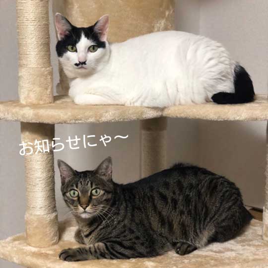 京都 佐々木酒造 猫 社員 上司 紹介