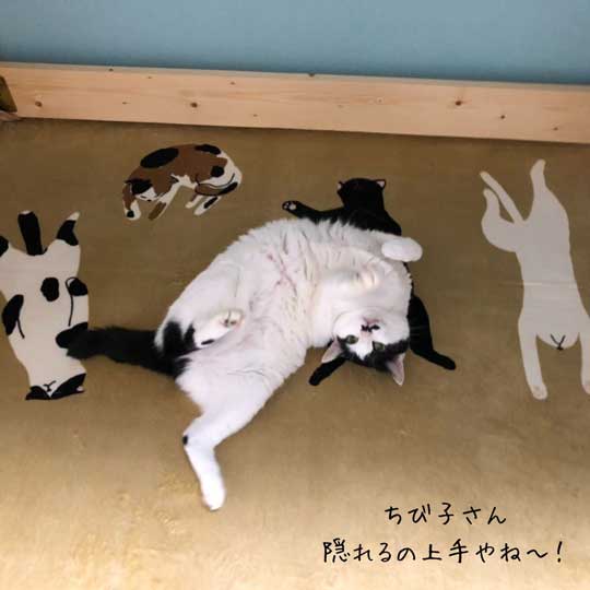 京都 佐々木酒造 猫 社員 上司 紹介