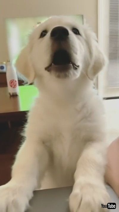 「Puppy Disturbs Owner While She Works on her Laptop and Snaps it Shut - 1203181」