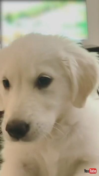 「Puppy Disturbs Owner While She Works on her Laptop and Snaps it Shut - 1203181」