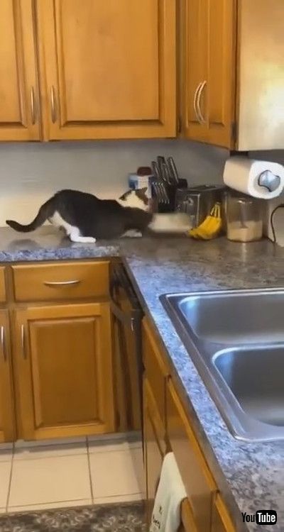 「Cat Picks Fight With Bananas - 1205464」