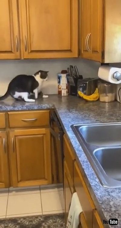 「Cat Picks Fight With Bananas - 1205464」