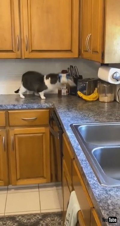 「Cat Picks Fight With Bananas - 1205464」