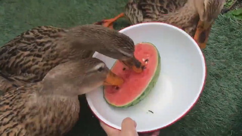 カモさんとスイカ