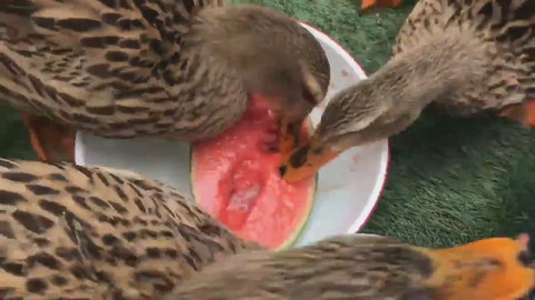 カモさんとスイカ