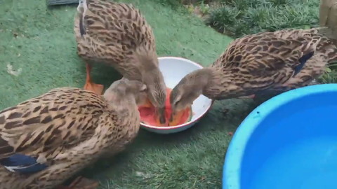 カモさんとスイカ