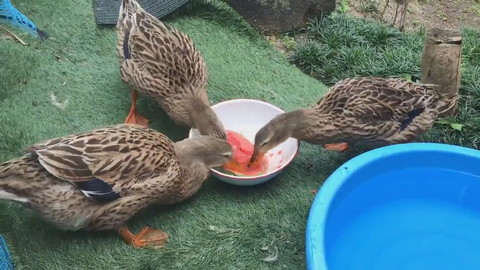 カモさんとスイカ