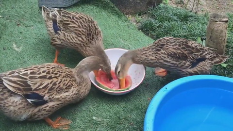 カモさんとスイカ