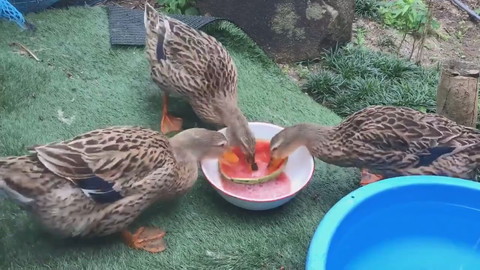 カモさんとスイカ