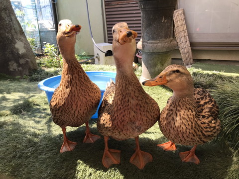 テケちゃん、チハちゃん、カールちゃん