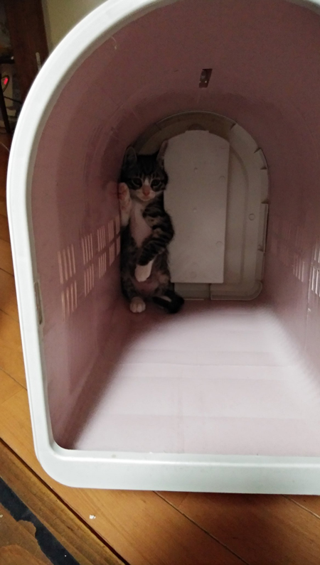 動物病院に行く子猫