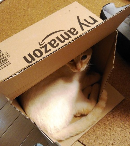 その後の猫ちゃん2網登り