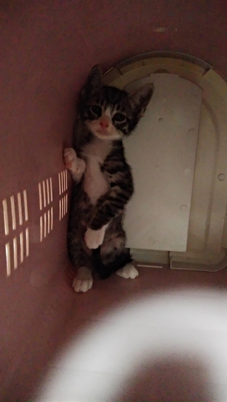 病院から帰ってきた猫ちゃん2枚目