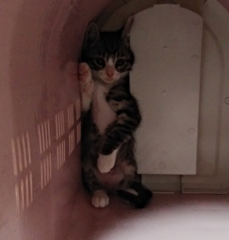 病院から帰ってきた猫ちゃんトリミング