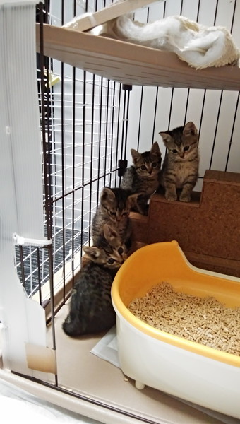 その後の猫ちゃん1狙うお顔