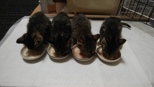 その後の猫ちゃん2網登り