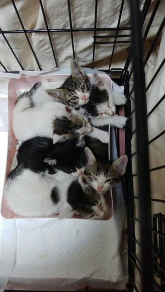 その後の猫ちゃん3前足出た