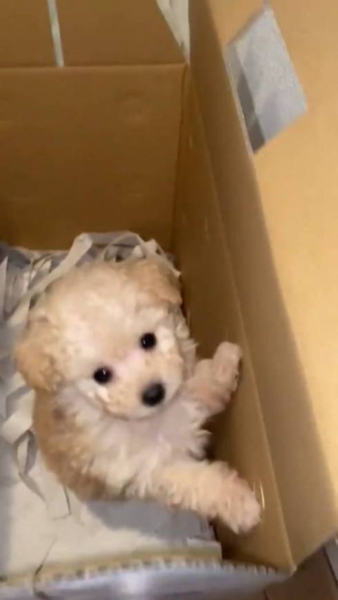 犬 ぼんちくん タイニープードル ぼんち揚げ