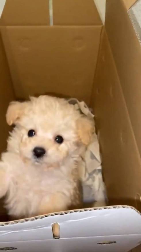 犬 ぼんちくん タイニープードル ぼんち揚げ