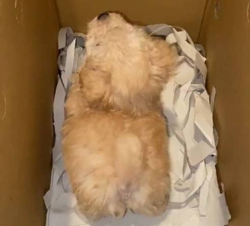 犬 ぼんちくん タイニープードル ぼんち揚げ