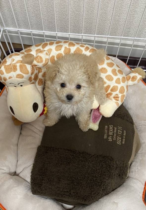 犬 ぼんちくん タイニープードル ぼんち揚げ