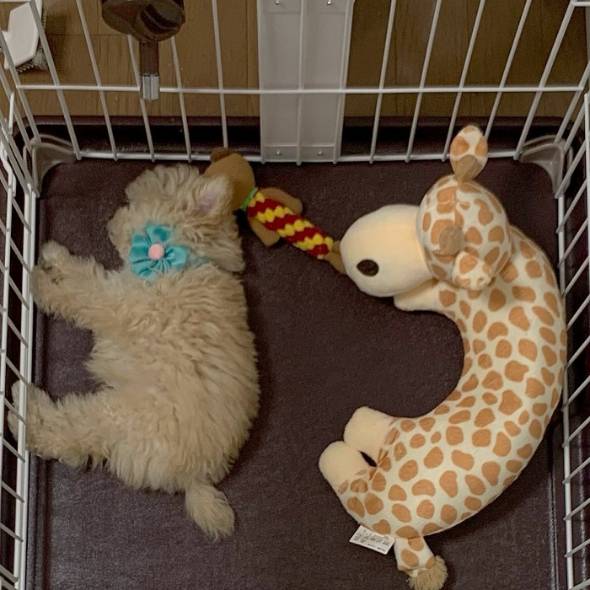 犬 ぼんちくん タイニープードル ぼんち揚げ