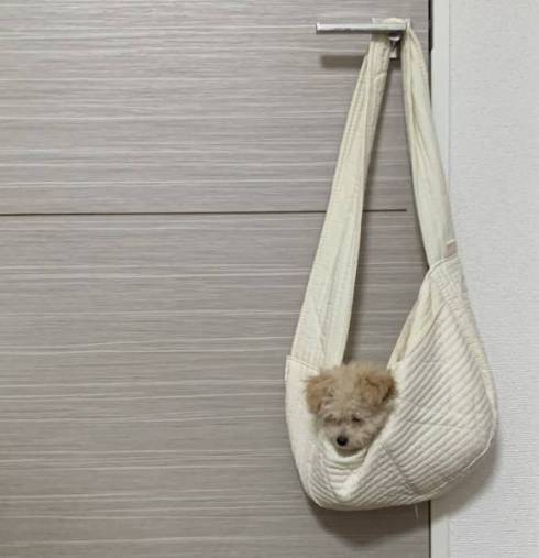 犬 ぼんちくん タイニープードル ぼんち揚げ