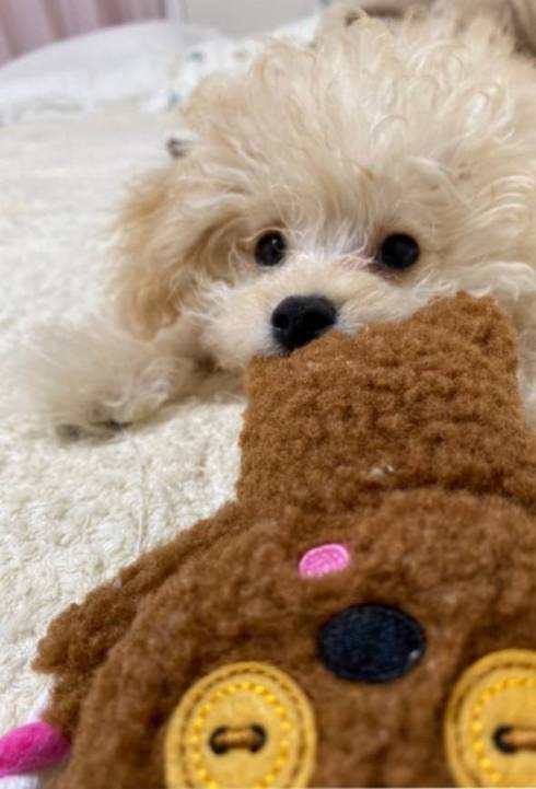 犬 ぼんちくん タイニープードル ぼんち揚げ