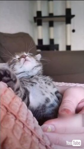 Struggles to Stay Awake