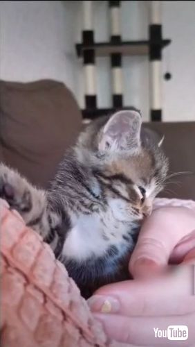 Struggles to Stay Awake