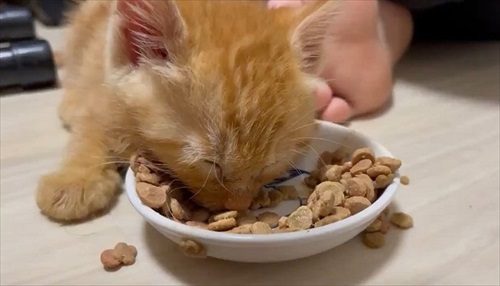 食べながら寝る子猫ちゃん