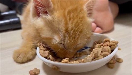 食べながら寝る子猫ちゃん