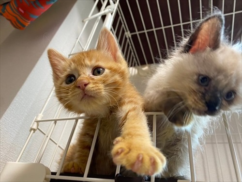 食べながら寝る子猫ちゃん